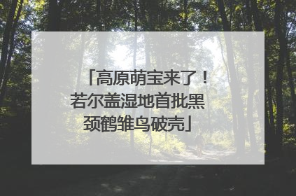高原萌宝来了！若尔盖湿地首批黑颈鹤雏鸟破壳