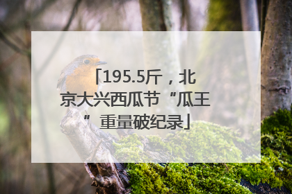 195.5斤，北京大兴西瓜节“瓜王”重量破纪录