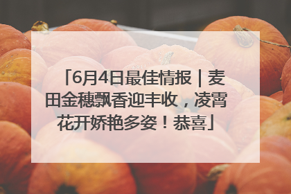 6月4日最佳情报｜麦田金穗飘香迎丰收，凌霄花开娇艳多姿！恭喜